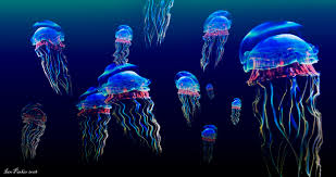 jellyfish wallpapers for desktop
