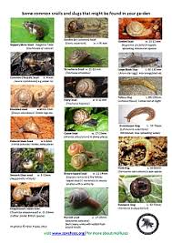 Identify Snails And Slugs