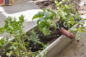 How To Grow In A Window Box Simple
