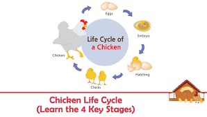 Chicken Life Cycle Learn The 4 Key Stages