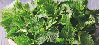stinging nettle benefits uses and side