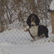 Bell county animal shelter, belton, tx. Law Would Ban Tethering Pets In Freezing Weather Wset