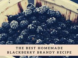 best homemade blackberry brandy recipe