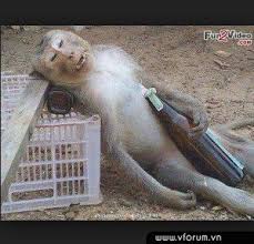 Kết quả hình ảnh cho HÌNH ẢNH CÔ DÂU SAY RƯỢU