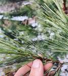 White Pine Medicine — Milk & Honey Herbs