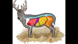 Deer Anatomy Where To Aim On A Deer Cabelas Deer Nation
