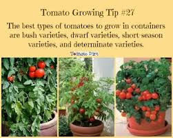 Growing Tomatoes In Pots Best Tomato