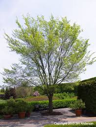 Smaller Shade Trees To Consider For