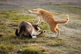 Unfortunately, as much as feline behavior has been studied, it is not possible to completely understand every move and there may be many similarities. How Do You Break Up A Cat Fight Catvills
