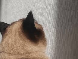 why do cats stare at walls