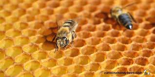 how do bees make beeswax carolina