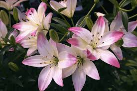 lily flower meaning symbolism bouqs