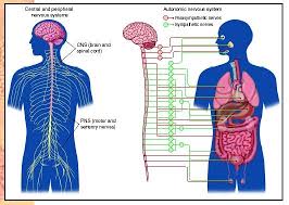 peripheral nervous system biology