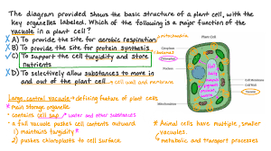 Question Video: Identifying the Function of the Vacuole in a Plant Cell |  Nagwa