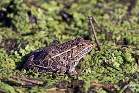 Adult Leopard Frog sitting in water