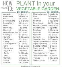 what to plant in your vegetable garden