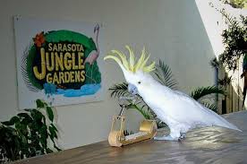 review of sarasota jungle gardens