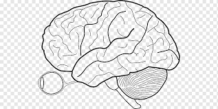 Let us talk more about the brain and the associated organs. Outline Of The Human Brain Human Body Heart Diagram Unlabeled Head Anatomy Human Brain Png Pngwing