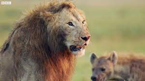 800万回超も再生された「百獣の王ライオンがハイエナに囲まれ絶体絶命の瞬間」を捉えたムービー - GIGAZINE