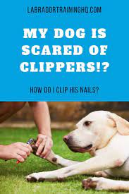 nails when the dog is scared of clippers