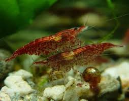 The Care and Breeding of Cherry Shrimp - Captive Aquatics: An Aquarium and  Ecology Blog