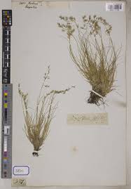 Festuca Tourn. ex L. | Plants of the World Online | Kew Science