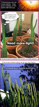 Propagating cacti is very easy. Growing San Pedro Cactus