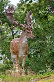 stately fallow deer by michael