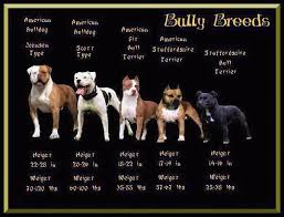 Dogs in this group come in various sizes and are all full of spunk and spirit. Staffordshire Bull Terrier Size Google Search Bully Breeds Bully Dog American Pitbull Terrier