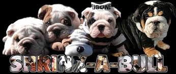 Shrinkabulls Standard Color English Bulldogs Mini Bulldogs