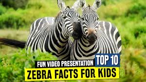 Plains and grevy's zebras have different regions but overlap during migrations. All About Zebras For Learners Fun Facts And Wild African Animal Information For Schools Youtube