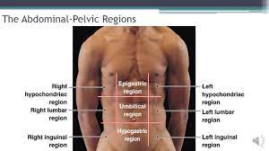 It is important to know the anatomical regions (and quadrants) of the abdomen to correlate the pain to the organs contained in each area. Language Of Anatomy Video 4 The Abdominopelvic Regions And Quadrants Youtube
