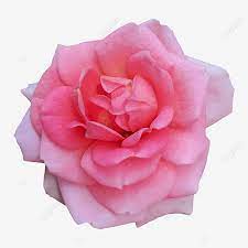 romantic light pink rose flower photo