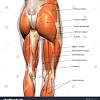 Anatomy of the muscular system. 1