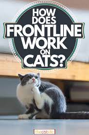 how does frontline work on cats