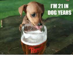 I'M 21 IN DOG YEARS | Dogs Meme on ME.ME