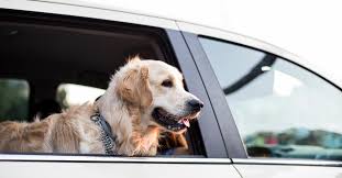 how to get dog hair out of your car
