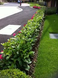 9 Low Growing Hedges That Make Good