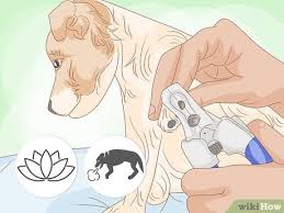 12 ways to cut a dog s black nails