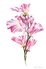 pink sweet pea flowers painting by