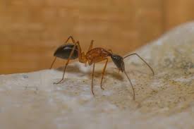 why are sugar ants in your house and