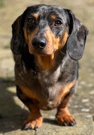 should you neuter your dachshund