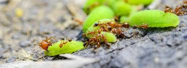 how to get rid of fire ants okil