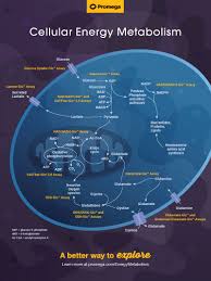 Cellular Energy Metabolism Wall Chart