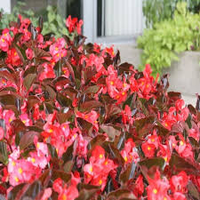Begonia S Red Leaf Red Siteone