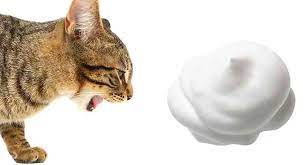 cat throwing up white foam how sick