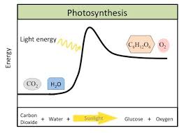 Overview Of Photosynthesis Concepts