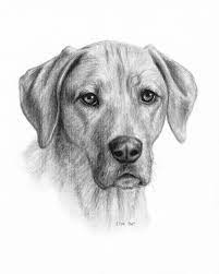 This page will teach you how to draw a dog easy and in four different ways. Dog Portrait Drawing Dog Drawing Custom Custom Pet Drawing Drawing Of Dog Dog Lover Gift Charcoal Drawing Pet Memorial Pet Portrait Dog Portrait Drawing Pets Drawing Pencil Drawings Of Animals