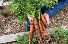 how do i grow carrots planting care