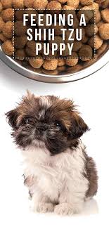 Feeding A Shih Tzu Puppy How Best To Care For Your New Pup